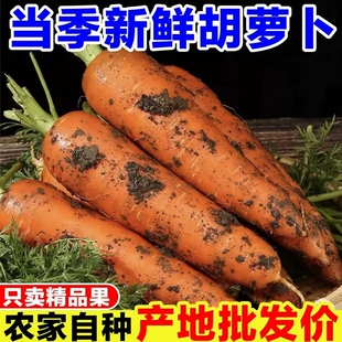 新鲜现挖带泥胡萝卜鲜嫩脆甜农家自种蔬菜水果红萝卜整箱批发当季