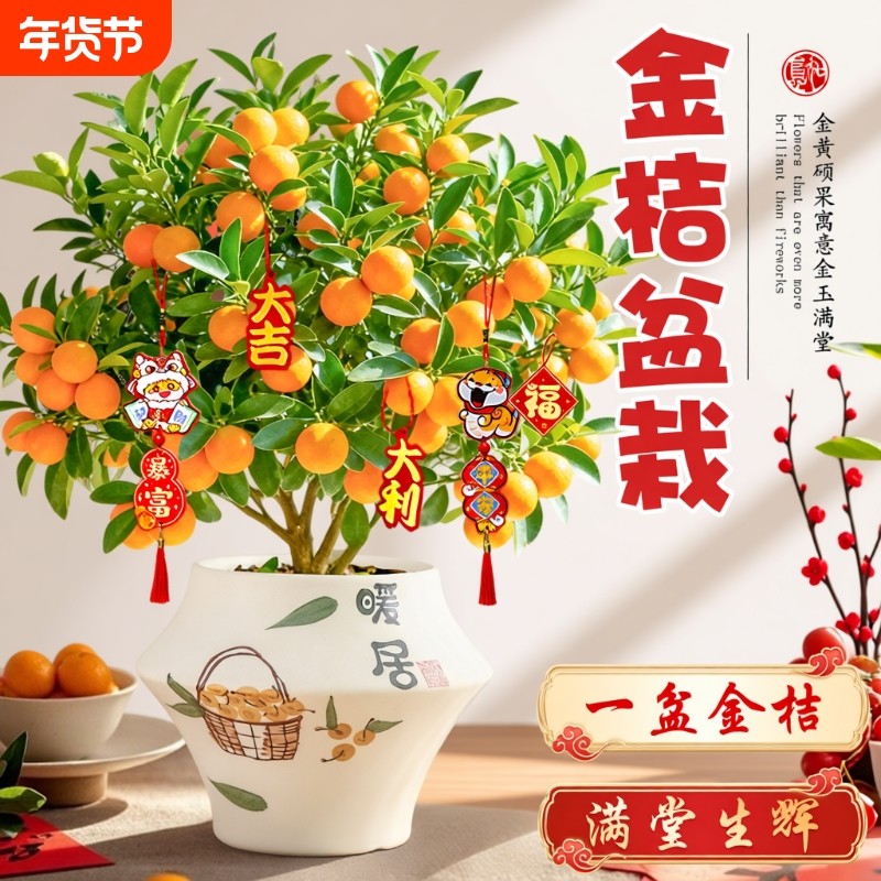 金桔树盆栽年宵花卉盆景四季金桔可食用带果桔子树苗室内客厅绿植,鲜花速递/花卉仿真/绿植园艺,绿植,淘宝优惠券,粉丝福利购,淘宝优惠卷