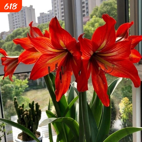 极速开花大球朱顶红室内花卉好养植物绿植种植盆栽庭院开花百合