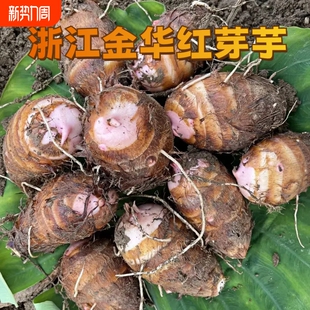 浙江金华红芽芋艿现挖新鲜毛芋小芋头红梗芽芋子农家自种9 3斤