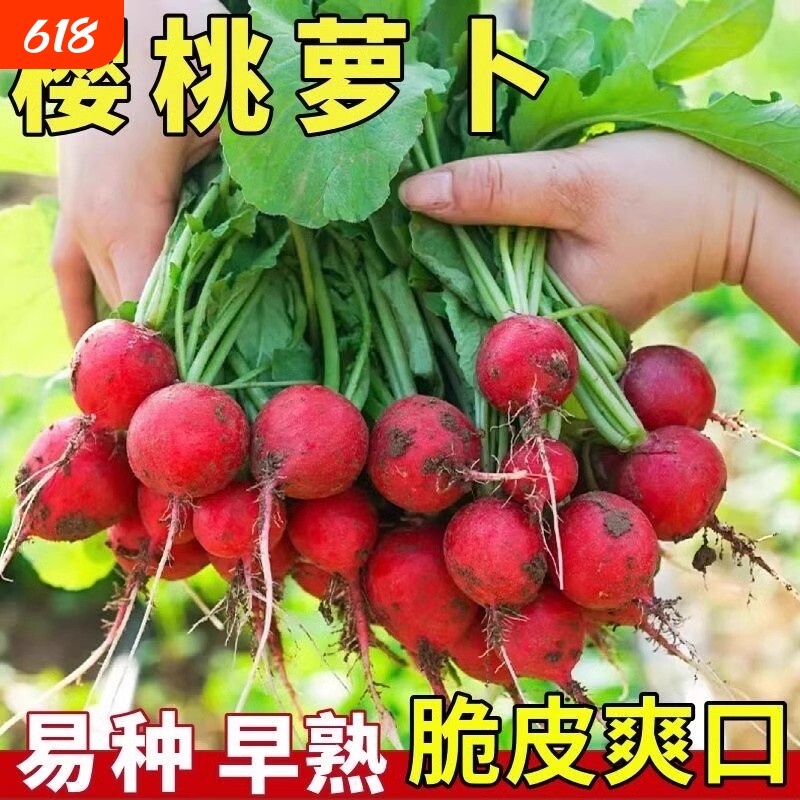 樱桃水果萝卜种子四季播种高产脆甜阳台盆栽庭院蔬菜种籽小红萝卜