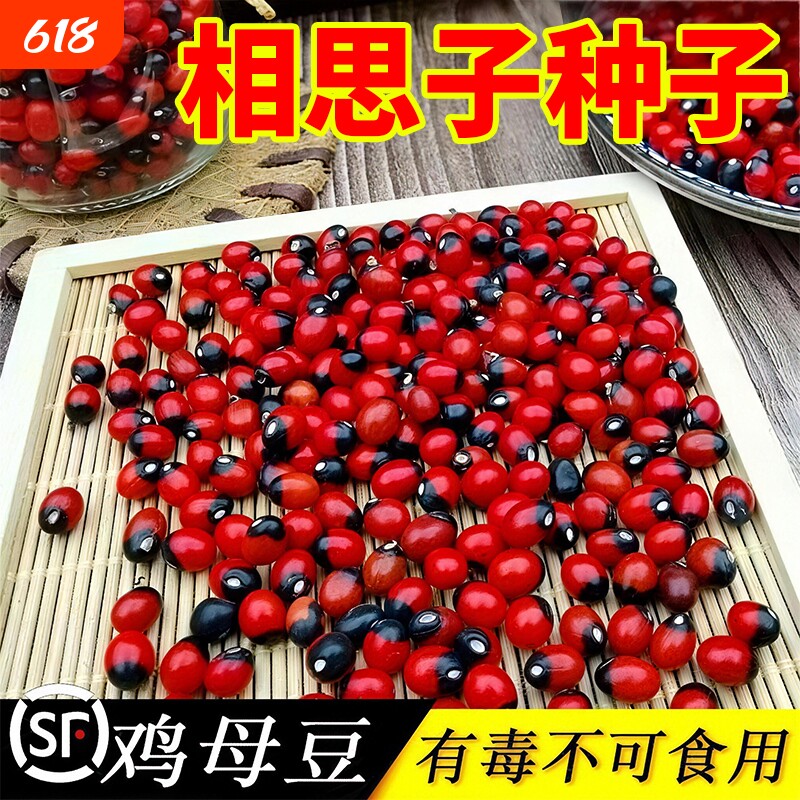 相思子种子鸡母珠海红豆珊瑚珠祈祷豆不可食用鄂西红豆树耐热种植