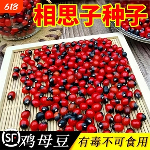 相思子种子鸡母珠海红豆珊瑚珠祈祷豆不可食用鄂西红豆树耐热种植