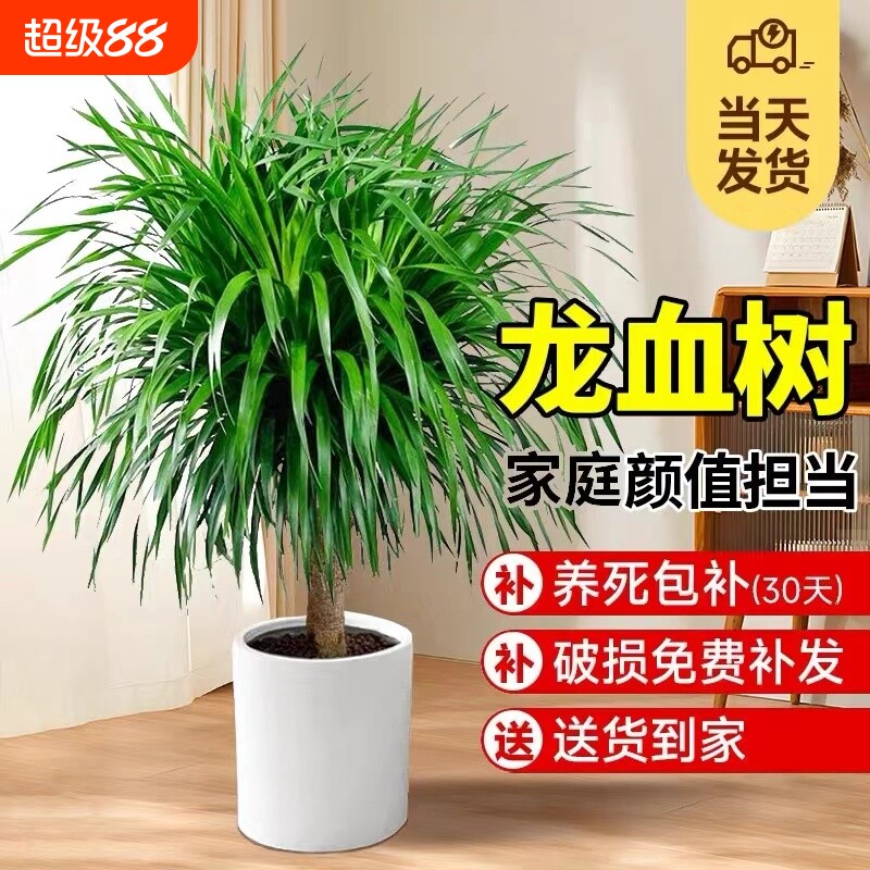 龙血树客厅绿植盆栽多头龙须树大发财树室内大型老桩树苗好养家里图片