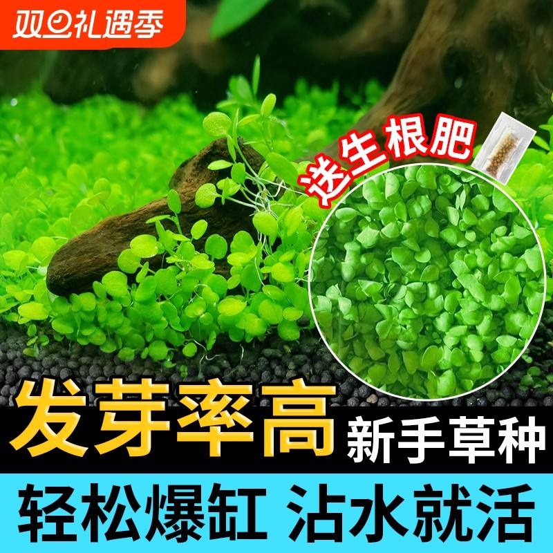 水草种子生态瓶鱼缸造景专用水草泥草籽对叶四季水培植物玻璃绿植