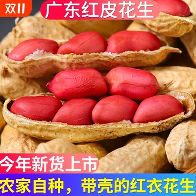 广东红皮花生带壳晒干生的农家种子新鲜四粒红衣花生米2025新货