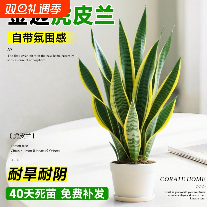 金边虎皮兰盆栽绿植多肉易活好养植物办公室内花卉大全客厅虎尾兰