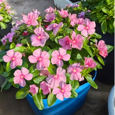 长春花种籽孑子日日春花四季开花