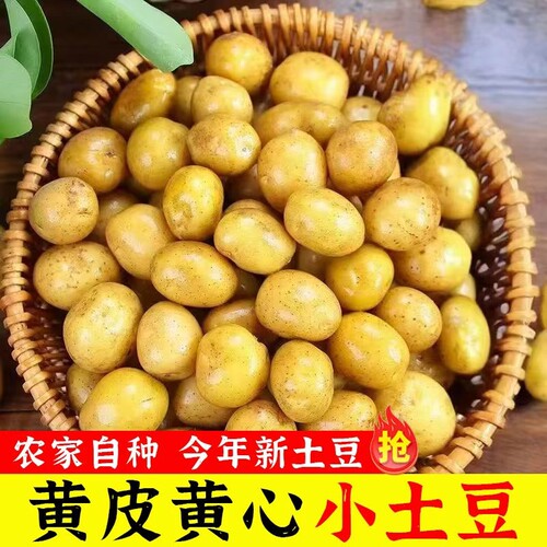恩施小土豆新鲜现挖黄心