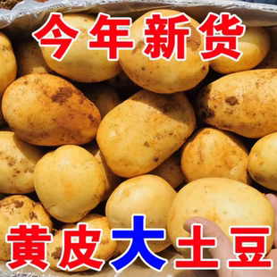 贵州黄心土豆黄皮5 10斤蔬菜软糯香甜洋芋马铃薯现挖农家蔬菜