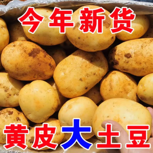 贵州黄心土豆黄皮5/10斤蔬菜软糯香甜洋芋马铃薯现挖农家蔬菜