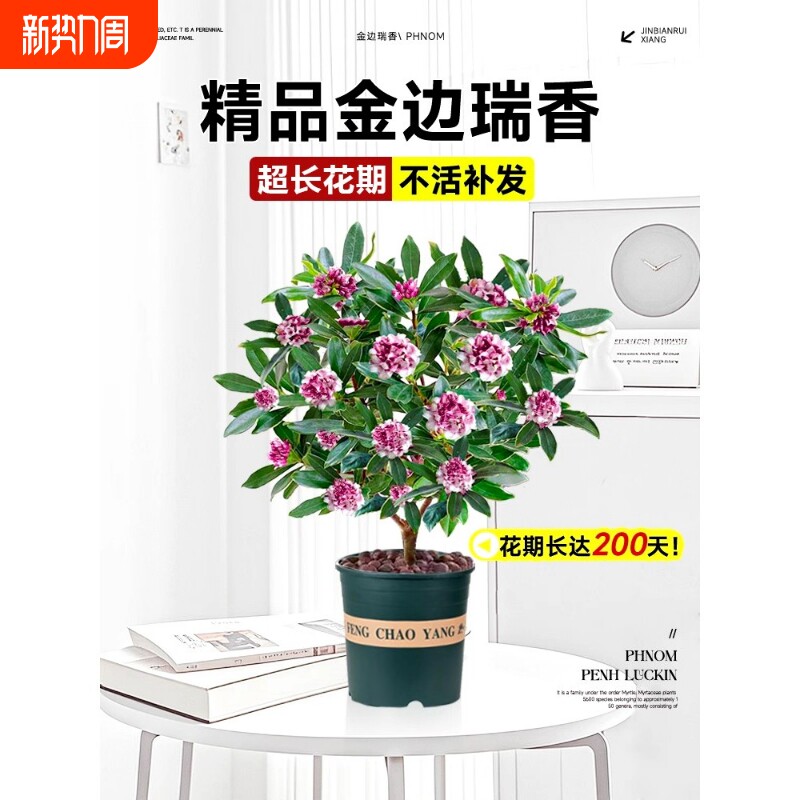 金边瑞香盆栽带花苞大苗老桩盆景客厅室内花卉四季植物开花水培