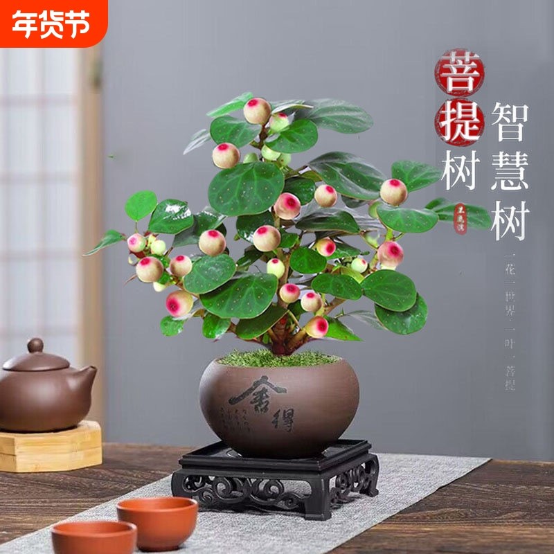 小盼菩提室内绿植花卉菩提树中式禅意桌面摆件饰物好养绿植盆景,鲜花速递/花卉仿真/绿植园艺,造型盆景,淘宝优惠券,粉丝福利购,淘宝优惠卷
