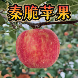 陕西白水秦脆苹果甜中带点微酸应季 时令鲜果无添加不打蜡自家果园