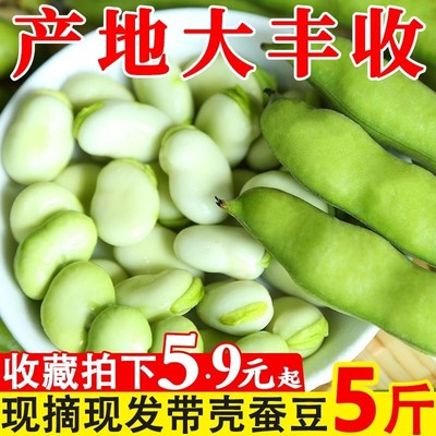 新鲜现挖现发蚕豆头茬带壳蚕豆