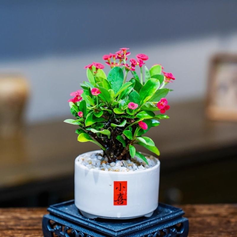 铁海棠虎刺梅微小桌面盆栽茶宠绿植花卉