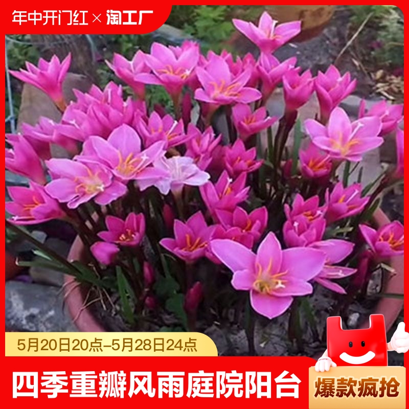 四季开花重瓣风雨兰种球庭院阳台绿植盆栽花卉植物内好养易活韭兰