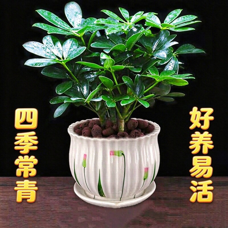 鸭脚木盆栽绿植植物室内花水培绿萝四季常青好养发财树客厅陶瓷