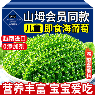 【配料干净】儿童海葡萄即食新鲜
