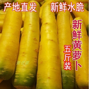 山西新鲜黄萝卜新疆口味手抓饭黄胡萝卜农家自种生吃榨汁5斤 包邮
