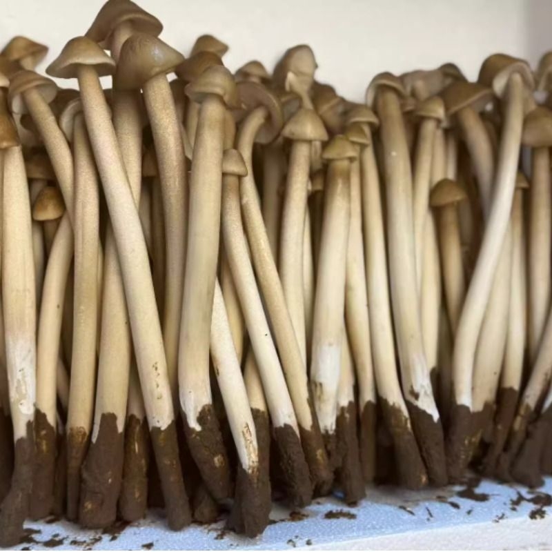 云南高山新鲜鸡枞菌特级野生蚂蚁鸡枞炒炖煲汤涮火锅顺丰空运