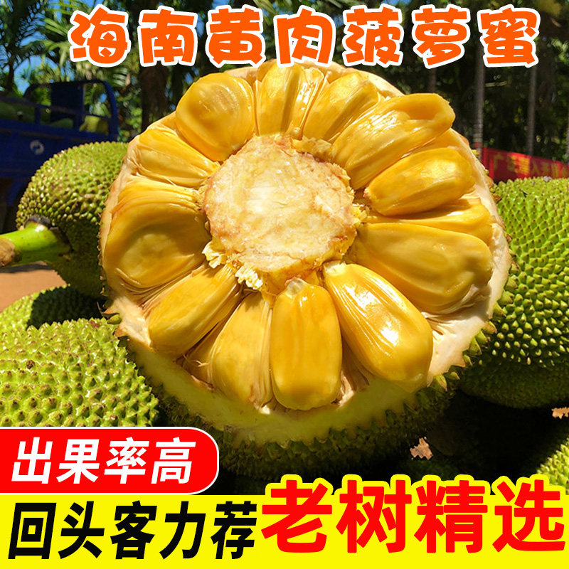 海南黄肉菠萝蜜三亚新鲜水果一整个波罗蜜特产红当季大果干苞包邮