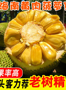 海南三亚干苞黄肉菠萝蜜