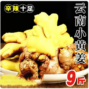 云南小黄姜鲜姜生姜新鲜现挖老姜自种姜嫩蔬菜批发农家原产地本地