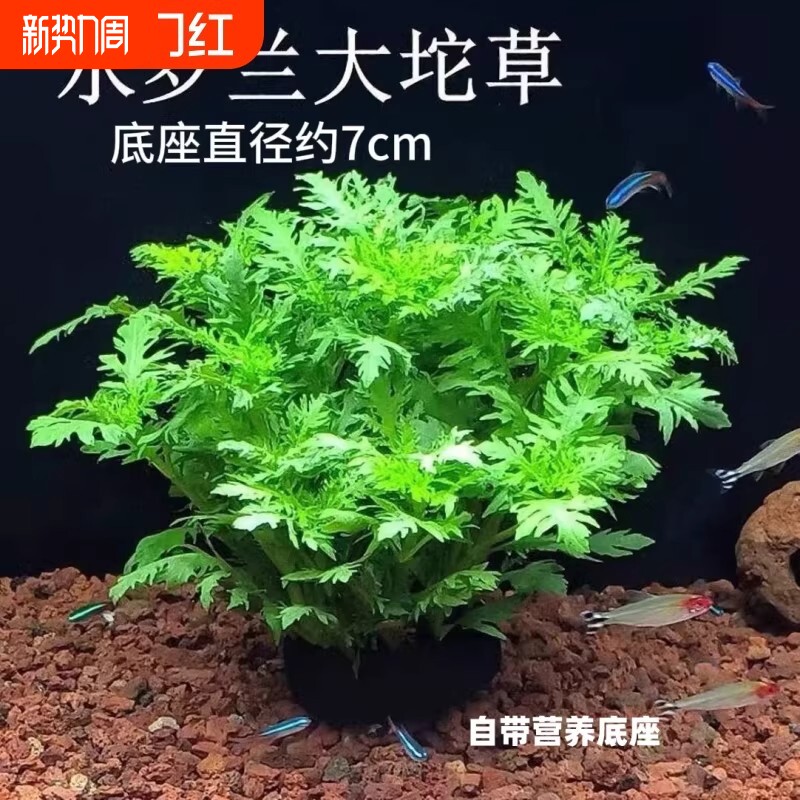养鱼水罗兰坨草自带坨基造景阴性增氧净水后景新手水草植物好养活