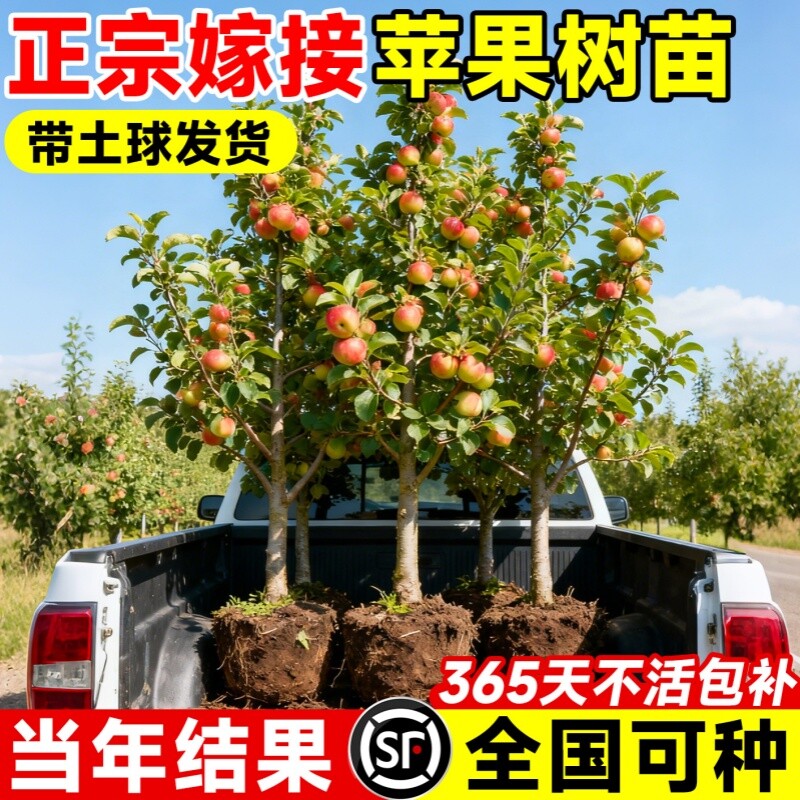 苹果树苗嫁接苗南方北方种植庭院盆栽地栽当年结果特大果树苗包活