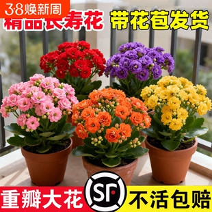 新品长寿花盆栽带花苞重瓣大花苗阳台花卉绿植物室内好养四季开花