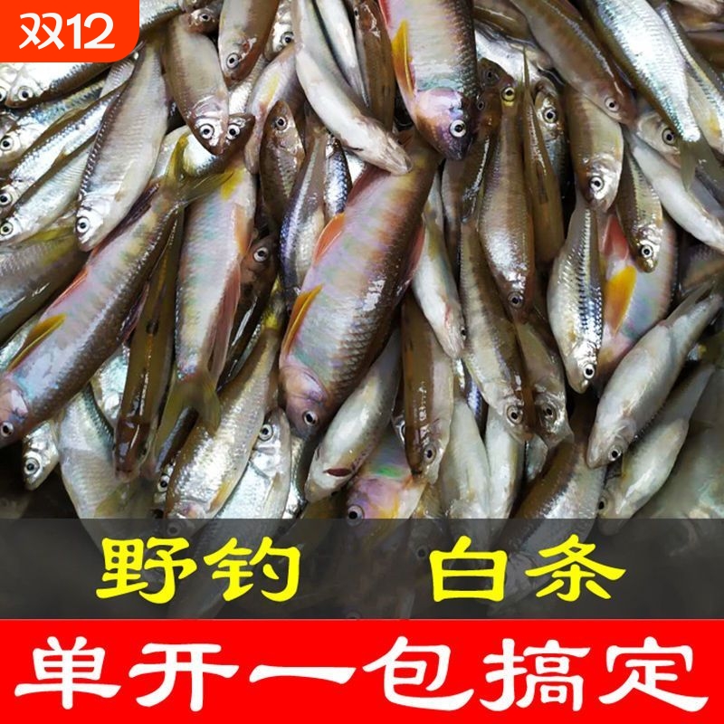 狂拉白条鱼饵野钓一包单开小白条专攻鱼饵料腥香味翘嘴饵料马口饵