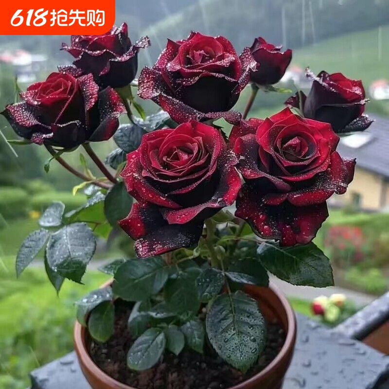 玫瑰花苗带花苞好养盆栽月季花卉耐寒小绿植物鲜花庭院阳台多季开