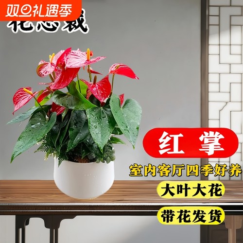 红掌盆栽带花绿色植物盆栽