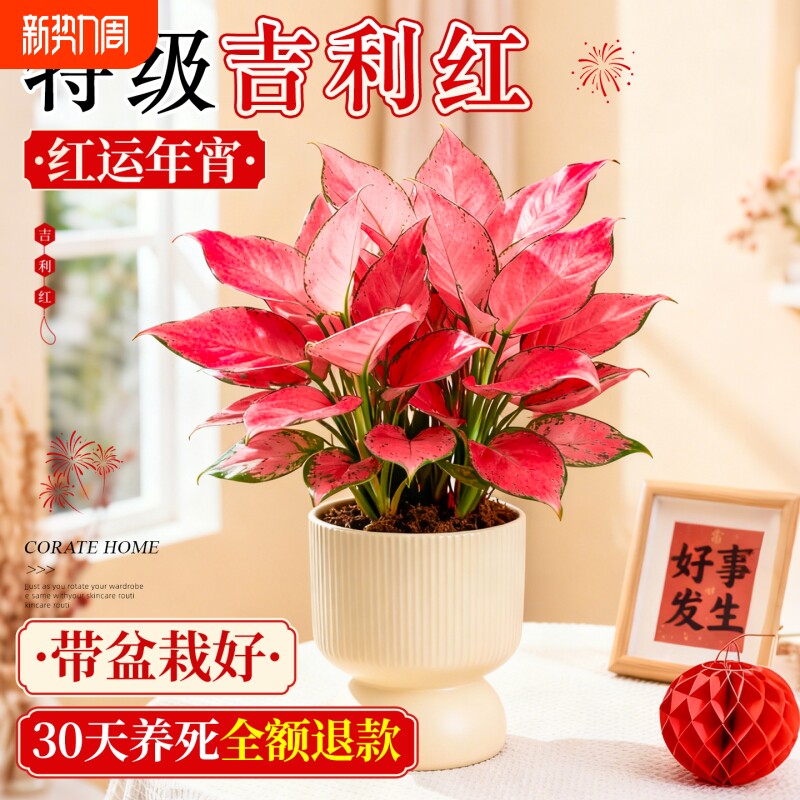 吉利红盆栽绿植如意皇后室内招财旺宅年宵花卉客厅桌面红火好养活
