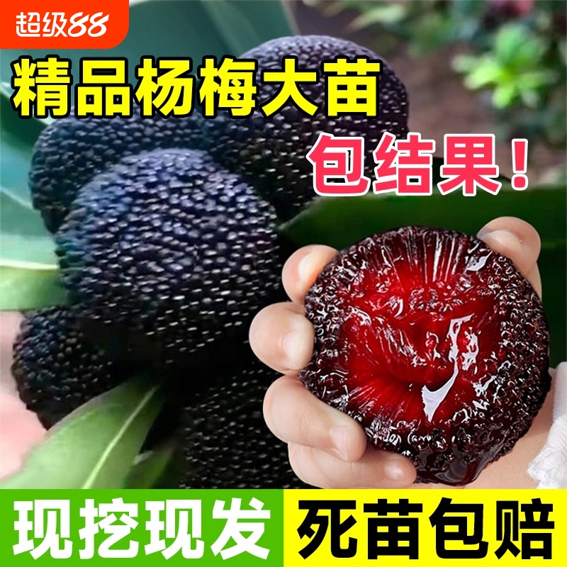 仙居东魁杨梅树树苗南方当年结果嫁接荔枝水果树果苗特大东槐庭院
