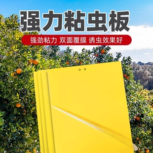 双面粘虫板大棚果树瓜菜园黄板防虫贴纸蓟马蓝板诱虫板规格齐全板