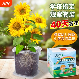 儿童种植小盆栽向日葵种子凤仙花种籽套装学生植物太阳花小番茄