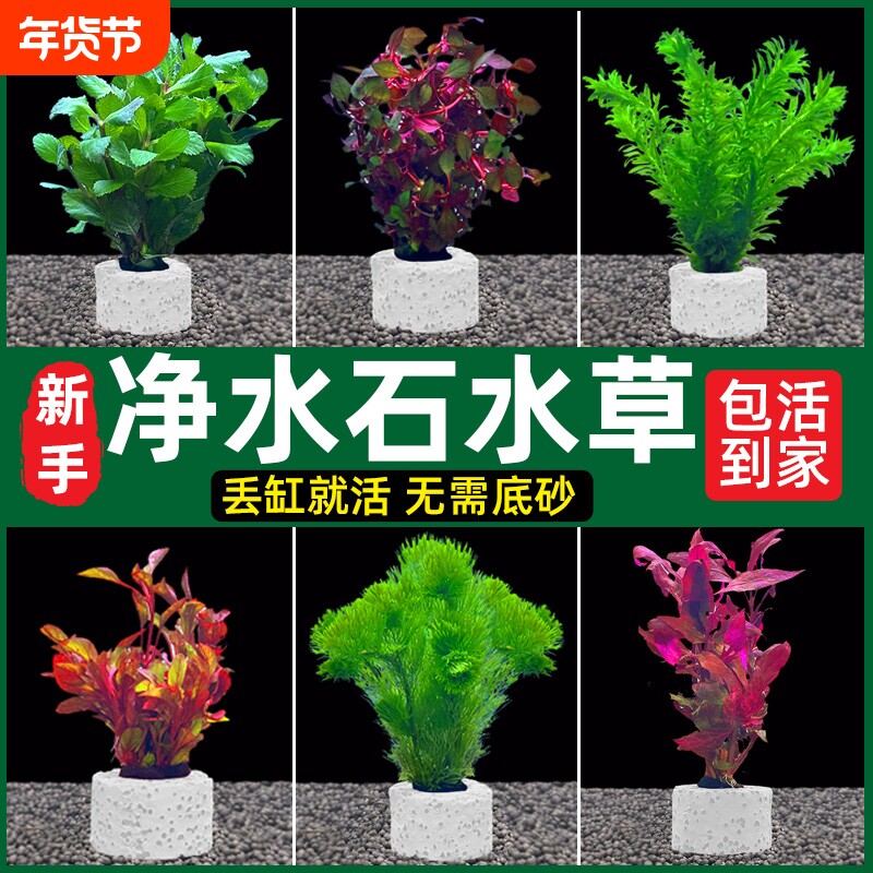 鱼缸水草植物水罗兰真草造景阴性水榕蜈蚣绿菊净水装饰套餐沉底