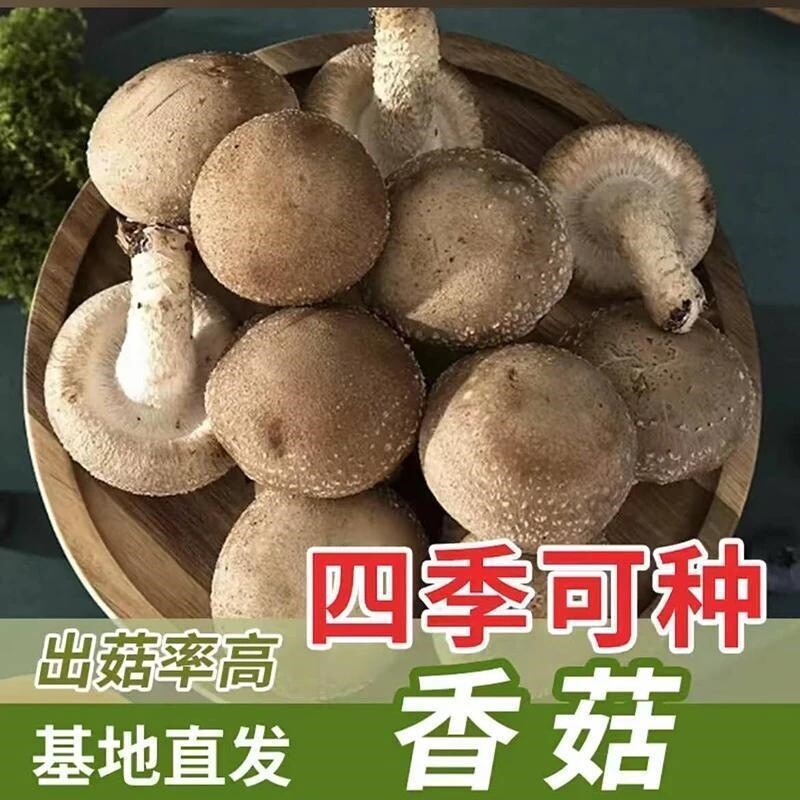 爆品热销!【香菇菌种】农友推荐正宗食用菇室内外种植