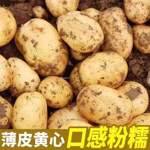 贵州农家现挖黄心土豆