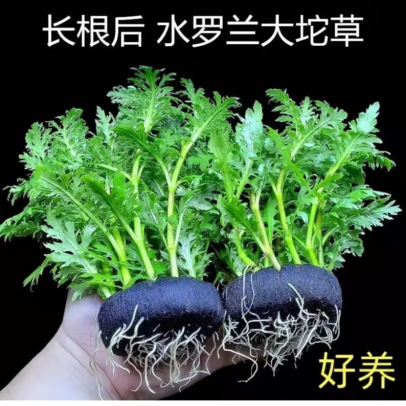 水罗兰基四季鱼缸装饰底座鱼池种植沉底水草躲避造景增氧底部水质