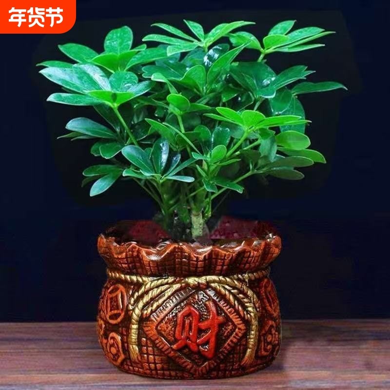 八方来财鸭脚木盆栽植物室内绿植七叶莲吸甲醛净化空气观赏鸭脚木