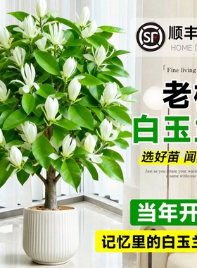白玉兰树苗盆栽带花苞矮化紫玉兰大树黄桷兰老桩绿植耐寒室内花卉