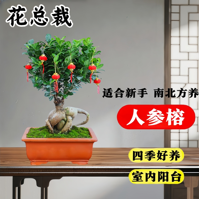 大榕树盆景办公室桌面客厅绿植物人参榕老桩四季常青小榕树苗盆栽