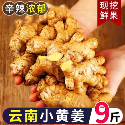 正宗云南新鲜当季小黄姜生姜干老姜嫩姜土姜子姜现挖高山沙姜去腥