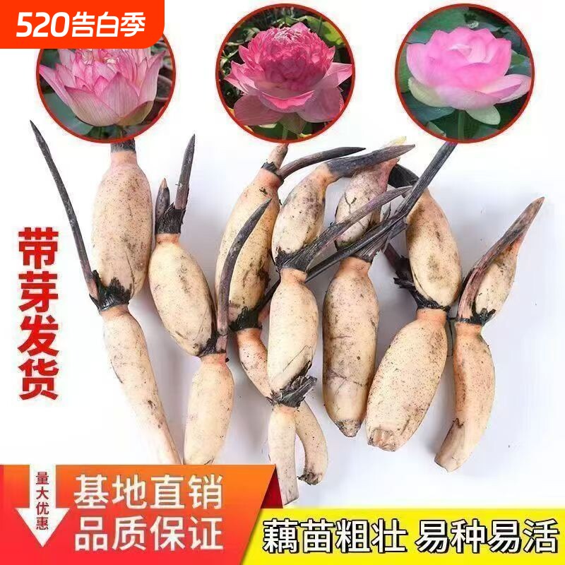 荷花藕大型食用莲藕种苗盆栽池塘菜藕苗观赏水养莲藕苗水培水生
