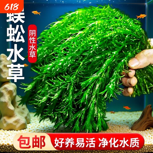 净水蜈蚣草鱼缸水草造景后景草