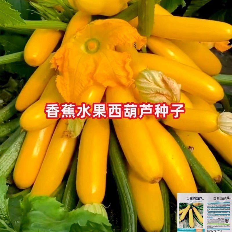 新品水果型西葫芦种子香蕉瓜盆栽种籽特色秋季四季农家蔬菜孑瓜种
