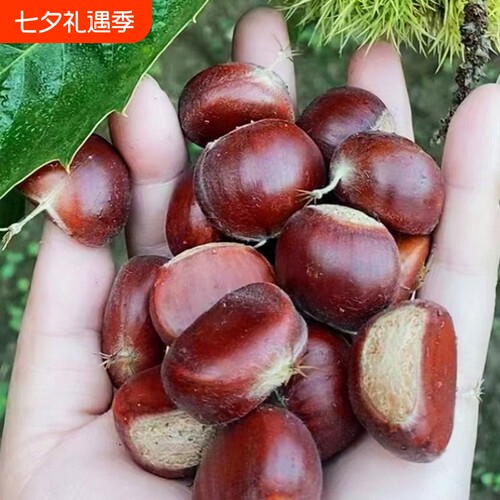 正宗迁西板栗油栗毛栗坏果包赔